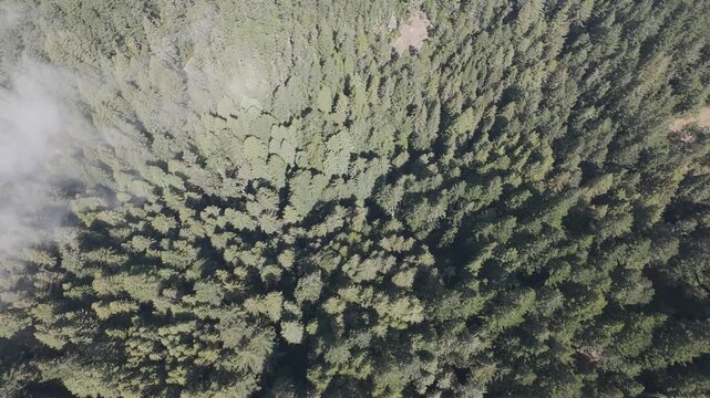 RAW Nadir Drone Over Coastal California Conifer Canopy &mdash; Forest Structure, Carbon, Wildfire Science