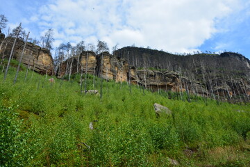 Obraz premium Majestic sandstone cliffs rise above a vibrant green forest of young trees, showcasing nature's powerful recovery after a fire