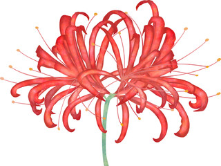 higanbana spider lily watercolor illustration 
