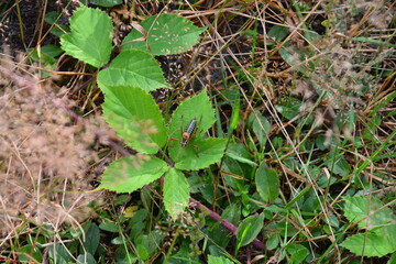 A colorful grasshopper with orange legs rests on a vibrant green leaf, captured from above in its natural wild habitat