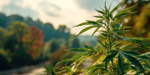 A vibrant cannabis plant dominates the foreground, its dense, emerald leaves catching the soft morning light. The plant?s branches extend outwards, showcasing the intricate detail of its foliage.