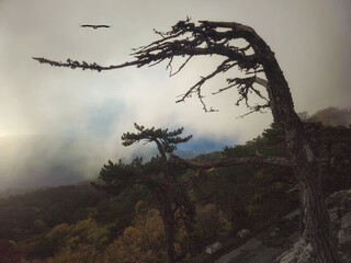 Dramatic gloomy trees in the haze.