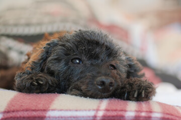 Portrait of a black poodle. A sad domestic dog rests on a blanket.