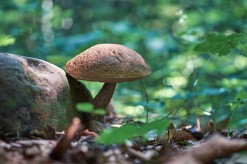 Edible mushroom Leccinum scabrum close-up in summer forest