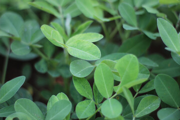 Purple flowers and green leaves arranged symmetrically on soil