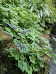 plant house green leaf