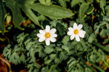 Colored white chamomile flower growing in meadow close up, nature landscape