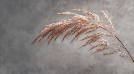 A single, delicate plume of dried cattail seed heads dominates the foreground, gracefully curving against a muted, gray-toned sky. The seed heads exhibit a warm, reddish-brown hue, with intricate, 