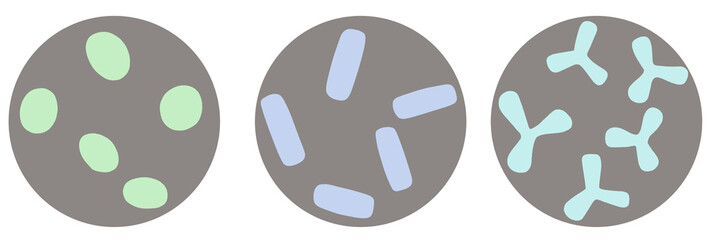 顕微鏡で観察した乳酸桿菌のイラスト isolated PNG