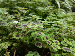 green leaves in the garden
