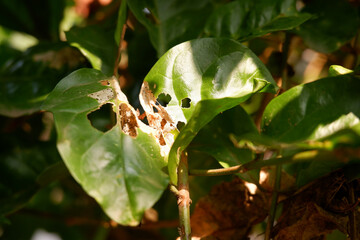 A small sprout emerging from cracked soil