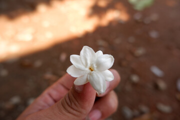 A cluster of green leaves with visible veins and natural shine