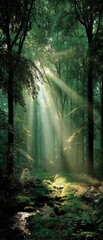 Obraz premium Sunlight streams through a lush green forest (1)