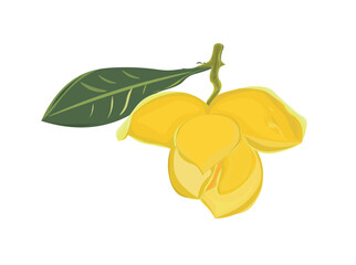 Rumduol flower. Cambodia National flower. Pretty yellow bloom, romduol flower in branch with leaves. Vector illustration