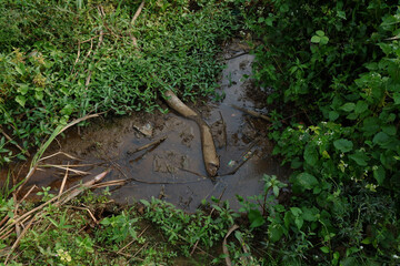 A flower with white petals and yellow center blooming in sunlight