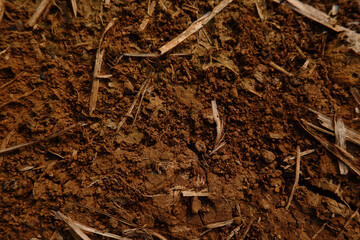 A flower with white petals and yellow center blooming in daylight