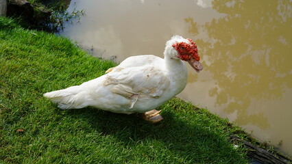 white duck near the river