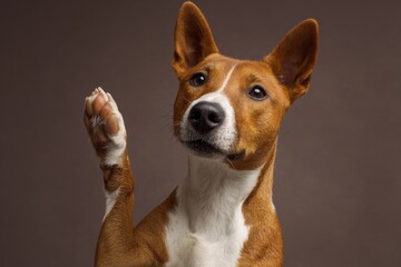 Dog raising a paw, curious expression