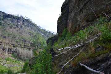 A hiking path winds through a deep canyon, showcasing the contrast between new growth and fire-scarred mountain cliffs