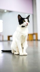 Black and white cat sitting