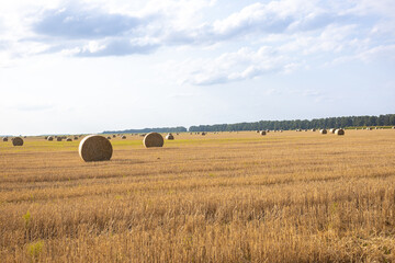 Field dotted with round hay bales after cutting; a scenic agricultural image capturing harvest...