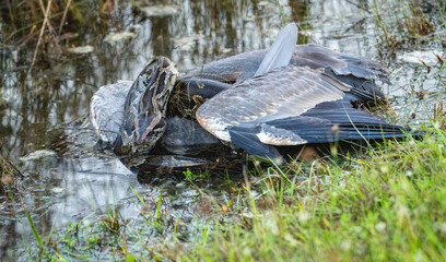 Florida Python Captured Preying on Native Wildlife
