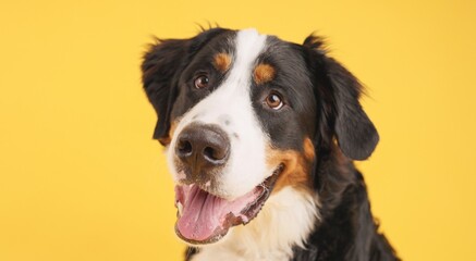 Bernese mountain dog smiling on yellow background