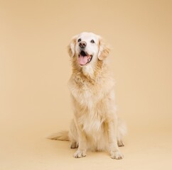 Happy golden retriever dog sitting and panting on beige background