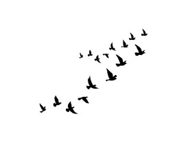 Black bird silhouettes in flight vector illustration for decorative artwork
