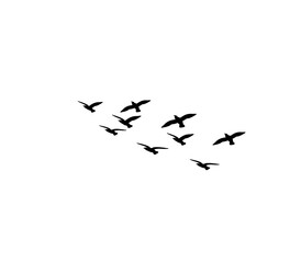 Vector flying birds silhouettes pack, symbol of freedom and elegance