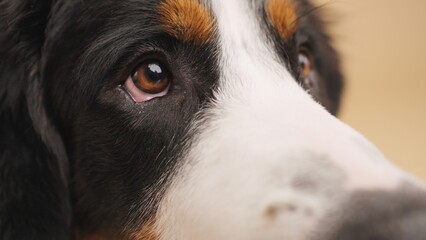 Bernese mountain dog showing brown eyes and wet nose