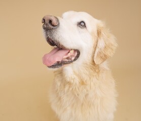 Golden retriever panting and looking up on beige background