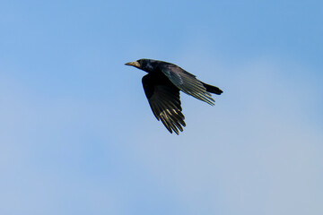 Saatkrähe (Corvus frugilegus) im Flug