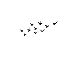 Wild bird flock silhouettes isolated on white, perfect for tattoo and pattern art