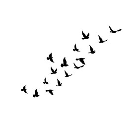 Wild bird flock silhouettes isolated on white, perfect for tattoo and pattern art