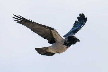 Nebelkrähe im Flug bei der Futtersuche	