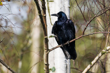 Saatkrähe (Corvus frugilegus)	