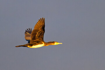 Kormoran im Flug in Schweden im Herbst  in der Morgensonne	