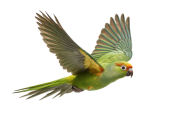 A green parrot is flying in the air. The bird has a yellow and orange beak