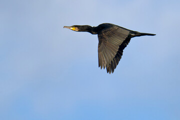 Obraz premium Kormoran im Flug in Schweden im Herbst 