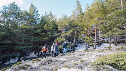 Hikers walking in snowy pine forest on sunny winter day