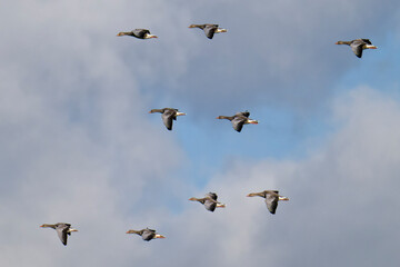 Fliegende Graugänse im Herbst	