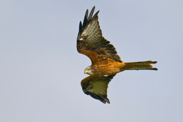 Rotmilan bei der Jagd	