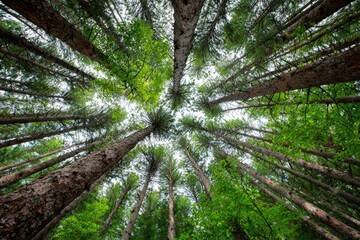 Forest canopy view from below. Lush trees reaching towards sky