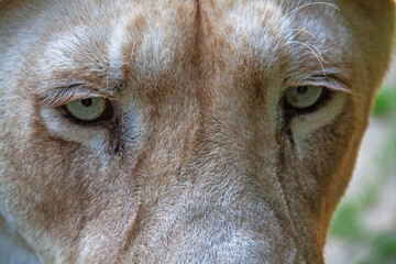 Gros plan sur les yeux d'une lionne, regardant vers l'avant