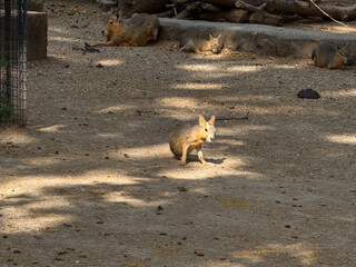 Patagonian mara lying on the ground in the zoo. Rodent species, wildlife observation and...