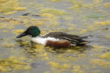 Canard souchet, male,Anas clypeata, No