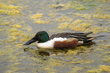 Canard souchet, male,Anas clypeata, No