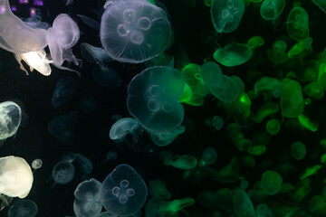 Group of Jellyfish Swimming Underwater