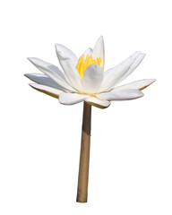 White Water lily isolated in transparent background